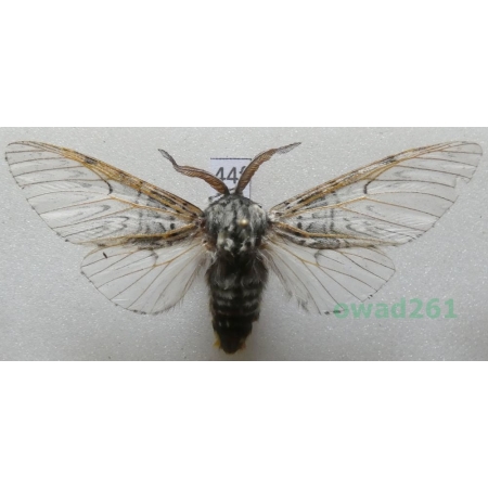 Cerura vinula (Linnaeus, 1758) Poland44f